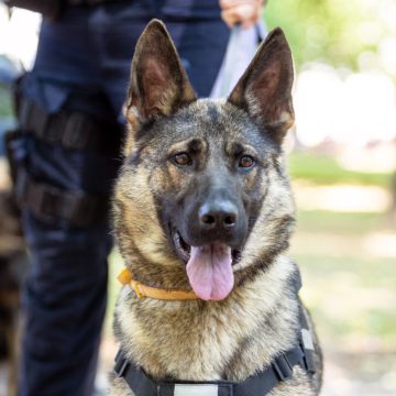 Alla ska känna sig trygga i vår kommun 